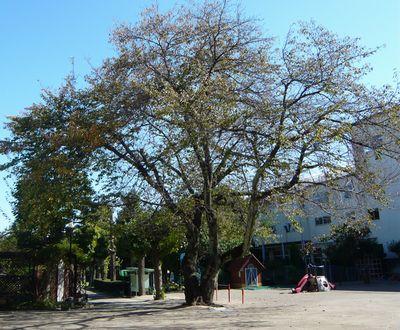 kindergarten ・ Nursery. Seki, Mie white lily to kindergarten 633m